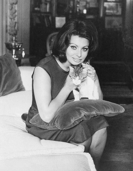 Le chat, meilleur ami des stars