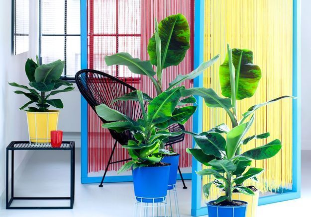 Comment entretenir un bananier ? - Elle Décoration Comment entretenir un bananier ? - Elle Décoration