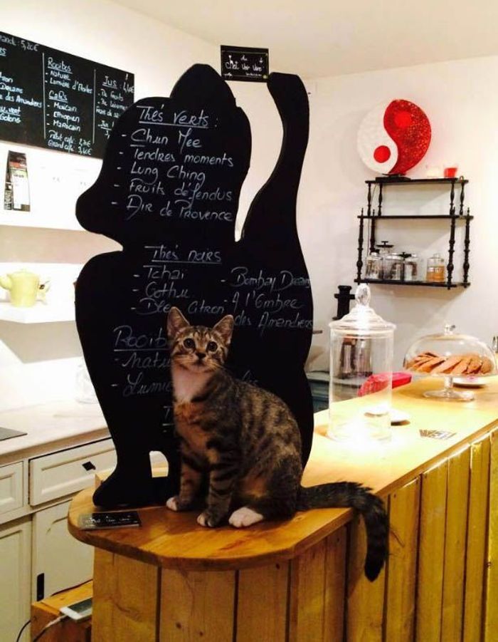 Un bar à chats Que faire à Lille nos bons plans pour le parfait séjour Elle