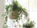 Comment entretenir un jasmin ? - Elle Décoration