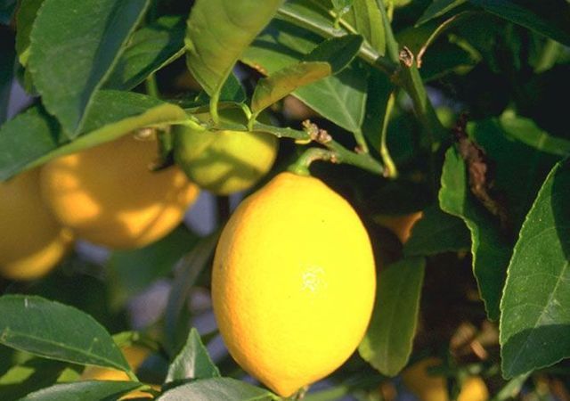 Citronnier (Citrus limon) : taille et conseils d'entretien ...